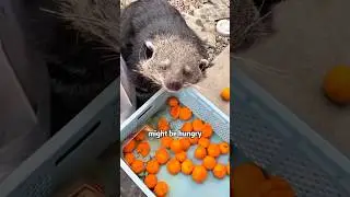😊❤️🙏Mystery Animal Refuses To Leave Man&rsquo;s House! 🦝😮#animals #rescue #lovestory #cute