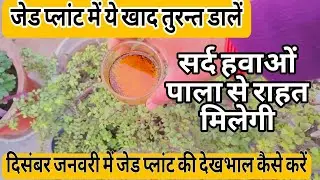 जेड प्लांट में ये खाद तुरन्त डालें सर्द हवाओं पाला से राहत मिलेगी/jade plant care in winter season 