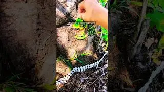 making a fairy garden || #fairy #fairygardens