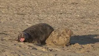 Wad safari - Zeehonden
