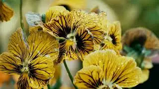 Relaxing Piano Music, Meditation Music