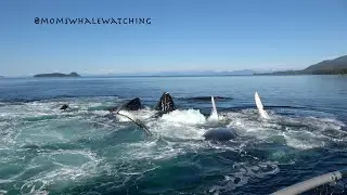 Surprise! Bubble-net feeding humpback whales right off our bow in Alaska!