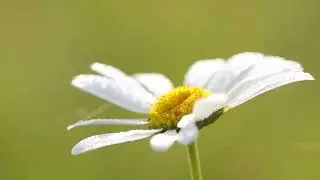 God&rsquo;s Beauty in the Simple Things | The Wonder of the Oxeye Daisy 🌼✨