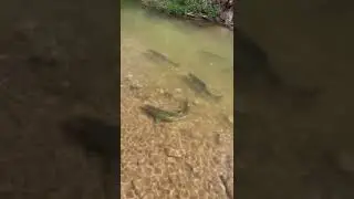 Salmon run. Bronte creek 2022