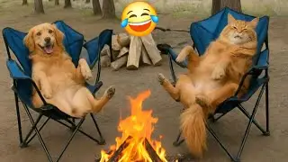 Funny Cat And Dog Videos | 10 mins+ enjoy the best compliment