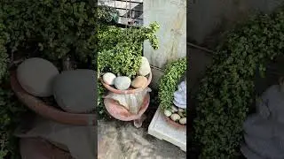 jade topiaries #viralvideo #viralshots #gardening #organic @Mysimplegarden1