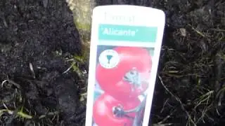 Tomato - Alicante  - T&oacute;matar - T&oacute;mataplanta - Matjurt
