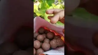 maltesers #maltese #chocolate #choclatebox #choclatebox