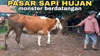 PASAR SAPI KAJEN DIGUYUR HUJAN‼️ SAPI MONSTER BERDATANGAN🔥🔥