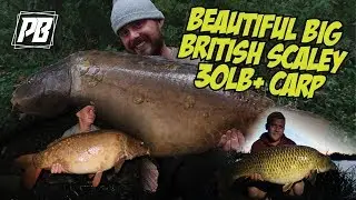 BEAUTIFUL BIG BRITISH SCALY BANGERS 30lb plus CARP FISHING Farlows lake 1