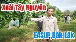 Kết quả &aacute;p dụng thuốc vườn Đăk Lăk |Gốc C&ugrave; Lao |#0986289491 #gocculao 