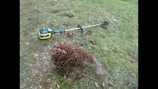 What you can do with a Dead Tasmanian tree fern