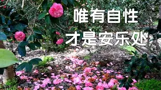 唯有自性才是安乐处  ~蔡居士 著  《佛法在世间》 [唯佛宗世界人乘佛教]