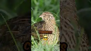 Common Quail: Small Bird, Big Charm! #shorts #CommonQuail
