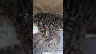 natural forest honey bee nest🥰 | Tropical Forest Bees #bees