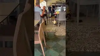 Cat begs for food with clasped paws in Marrakesh, Morocco