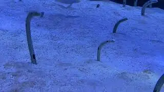【癒し用】漂うチンアナゴ