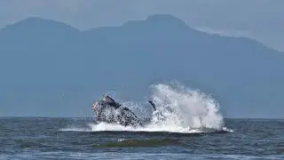So Many Humpbacks | Whale Watching on Vancouver Island, Canada (4K POV)