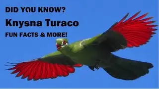 Knysna Turaco – Secrets of South Africa’s Green Jewel  Guinea Turaco Comparison