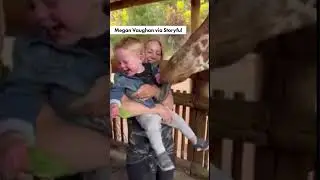 WATCH: Toddler Can't Contain Laughter While Feeding Friendly Giraffe #shorts
