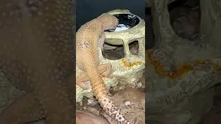 Leopard Gecko Lays Eggs