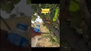 helping thirsty squirrel #shortsfeed #trending #shortsfeed