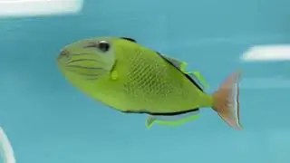 Top 3 Aquarium Stores Perkasie PA 18944 +1 267-263-2027 Aquarium Stores Perkasie PA 18944