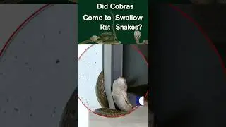 Two cobras found near TV, rescued