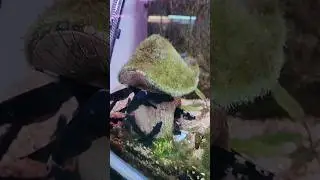 Ghost rider fish shop#aquarium #fish #viral #short #freestyle