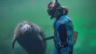 Diving With **SEA COWS** In Weeki Wachee Springs Florida!