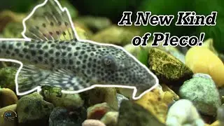 Look Out! It's a New Type of Pleco and It Looks AMAZING! 😎 - Checking Out All the New Fish at TDI!