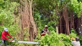 Cưa cây xanh um tùm , Trùm lên dây điện nhiều năm . Cưa cây kỷ thuật cao 