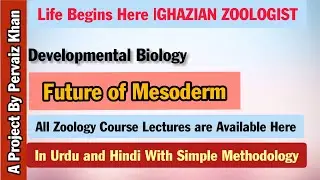 Future of Mesoderm | Developmental Biology|In Urdu and Hindi