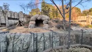 西園のバンダ舎🐼🐼🐼🐼 2026.01.17