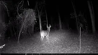 Small buck in early morning hours