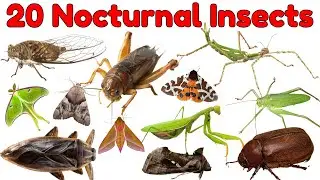 20 Amazing Nocturnal Insects for Kids | Nighttime Bug Vocabulary Learning Video | insects for kids