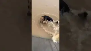 Heroic Dog Saves Bunny from Flood #Rescue #HeroDog #NaturePower