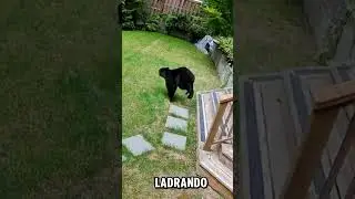 Perrito valiente ahuyenta a un oso en Canad&aacute; 🐶🐻