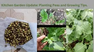 How to Plant Peas + Kitchen Garden Update: Easy Steps for a Thriving Garden.
