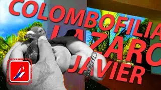 PALOMAR del COLOMBOFILO LAZARO JAVIER en SANTA MARTA. MATANZAS