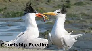 Winter Dance of Elegant Terns