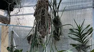 Mounting my Trichocentrum Stacyi on a piece of cork.