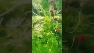 under water 🌊 Guppy tank 😍#shorts #framing #guppyfish #guppytank #underwater #trending