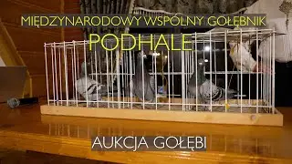 АУКЦИОН ЛУЧШИХ ГОЛУБЕЙ В MWG PODHALE