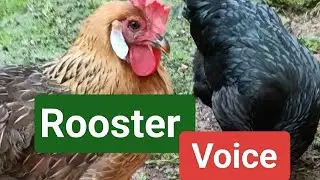 Rooster Crowing Compilation Plus - Rooster crowing sounds Effect 2025