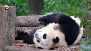 刚刚躺下午睡的花花，太美好了#pandahehua #panda #大熊猫 #cute #animals #zoo