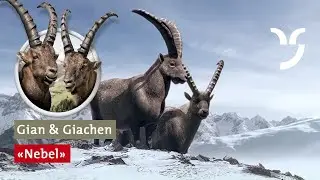 Steinbock-Spot „Nebel