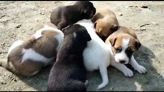 Puppies First Day Outing After Birth | 22 days old Puppies #puppies #shorts