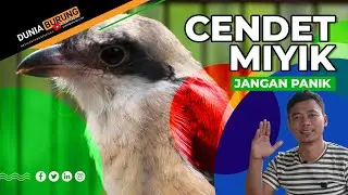 Cendet Trotol Sudah Di Boom EF Tetap Mbayek, Miyik, Atau Manja