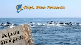 Dolphin Stampede! Huge Pod Races Next to Whale Watching Boat